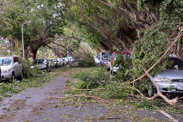 許多路樹不敵強風，倒塌後波及許多車輛。（好房網News記者 陳韋帆／攝影）