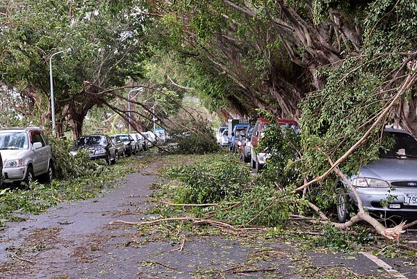 許多路樹不敵強風，倒塌後波及許多車輛。（好房網News記者 陳韋帆／攝影）