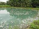 基隆河超毒!　貝類、鰻魚死光光