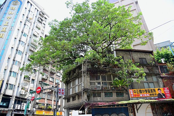 在羅斯福路上的南門市場對側,林森南路口騎樓上,有一株高達20餘公尺的黑板樹,筆直地穿過二層的磚造厝。圖/台北市政府提供