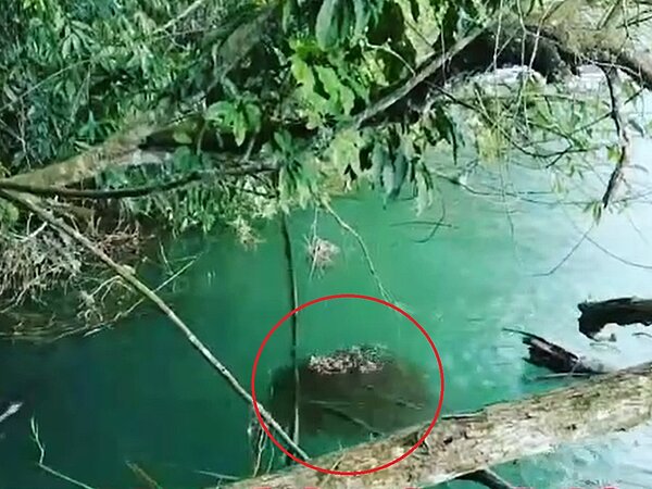 日月潭水域出現大量魚虎球,成體還會帶幼魚躲在船隻不易靠近處。圖/「日月潭一等高」提供