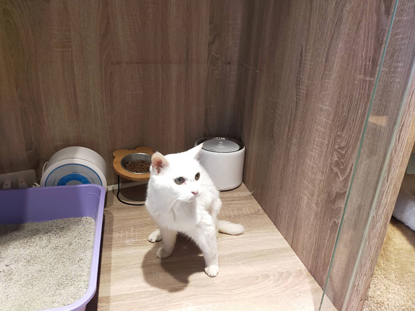 23歲貓瑞「咪咪」因飼主染疫被安置在寵物旅館。圖/新北市動保處提供