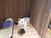 飼主染疫逝　託夢親人找回23歲貓瑞