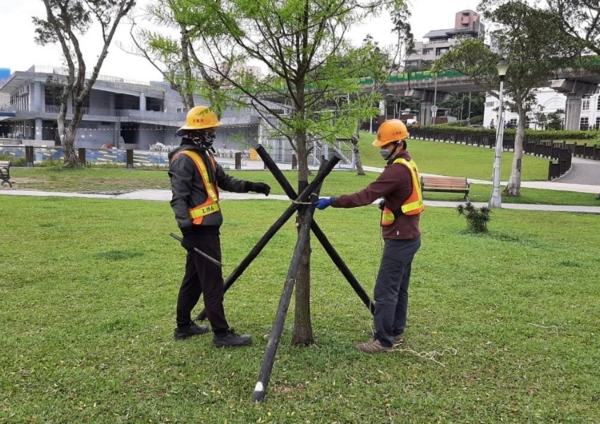颱風來襲，固定樹木。圖／臺北市政府工務局公園路燈工程管理處