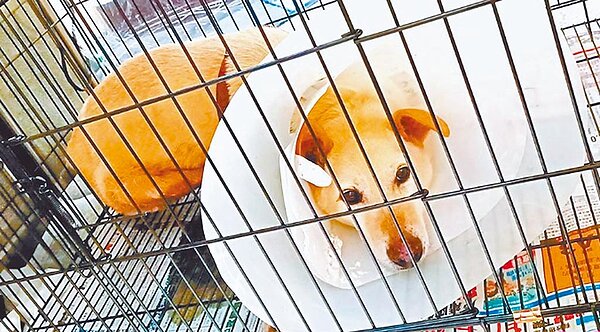 台北市動物之家因收容量嚴重不足，北市府斥資6.9億重建，近日因要追加預算惹議。（北市動保處提供／張薷台北傳真）