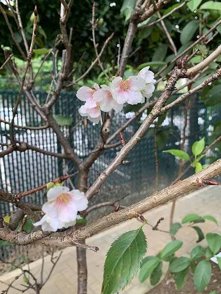水源社區公園中，吐露芬芳的花朵。圖／柯義和提供
