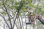台中防災移路樹　高度超過8米就搬家