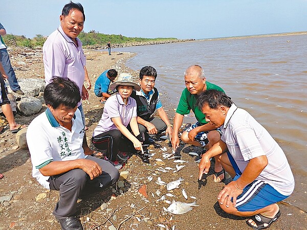 屏東縣車城鄉射寮溪出海口大量魚隻暴斃，魚屍綿延1公里，縣議員陳文弘（左起）、車城鄉長張春桂等人到場看了心驚。 記者潘欣中／攝影