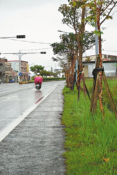 宜蘭縣頭城鎮台二庚線二城至中崙段沒有機車專用道,地方人士建議移除路樹,增加路寬。 記者林縉明/攝影