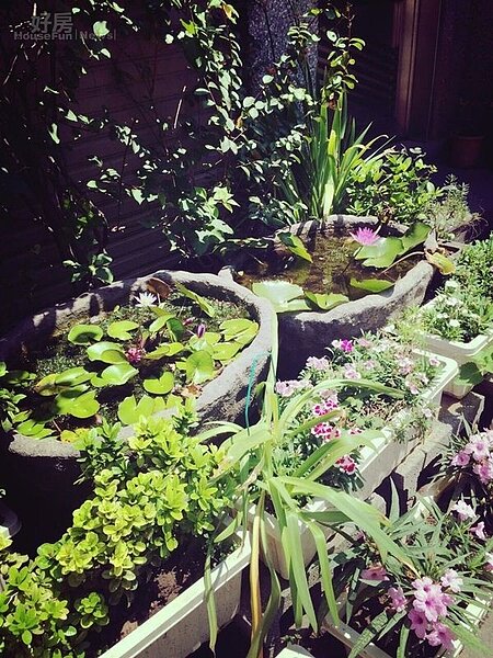 3.一樓院子綠意盎然,美麗蓮花一年四季都綻放。