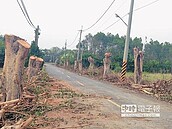 樹木遭腰斬　綠色隧道光禿禿