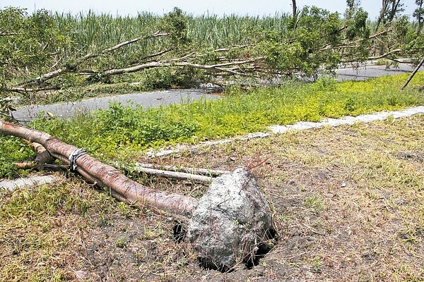 許多樹的根系無法深入土壤，容易被強風吹倒連根拔起。 記者林宛諭／攝影