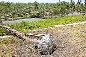 颱風來路樹倒　吳晟：選錯種植錯樹