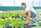 菜價夭壽貴　30年首見