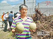 台塑輔導　農產品安全產量佳