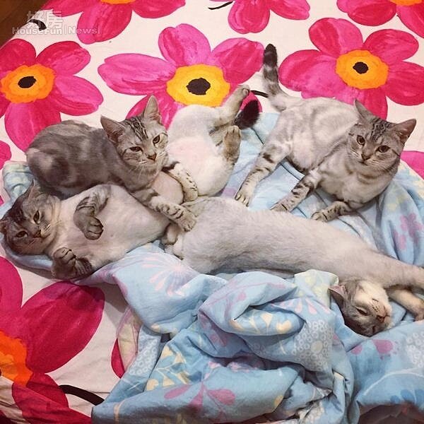 4.心愛的四隻貓,貓爸叫巧比,貓媽叫妹妹,不滿一歲的兩隻小貓分別叫做屁呆和NANA。