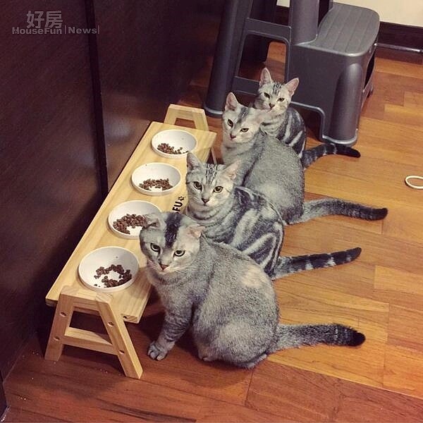 5.每隻貓都有專屬的碗,這張超萌照片PO到某貓咪社團,當時創下破萬人按讚。