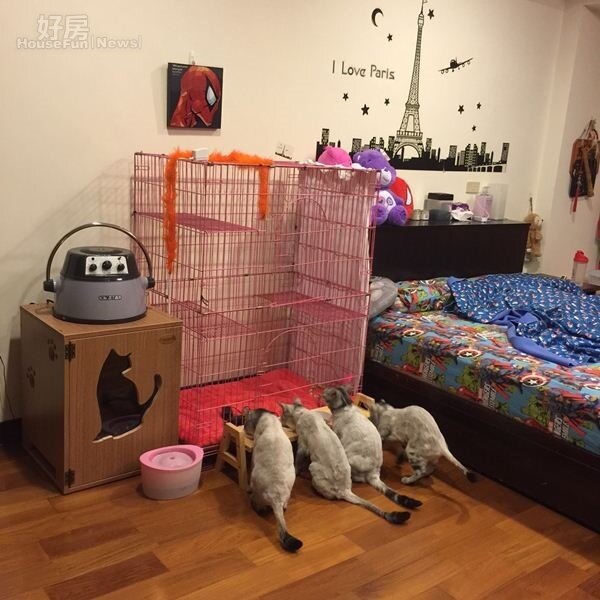 
6.林吟蔚的房間簡直是一間巨型貓窩，舉凡大型貓跳台、造型貓抓板、粉紅色貓籠、寵物烘毛機等貓咪用品一應俱全。