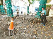 老樹群要呼吸　刨除柏油、水泥