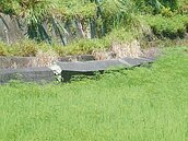 互踢皮球　造橋鄉擋土牆崩塌2年未修