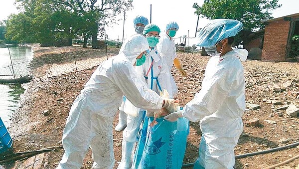 嘉義縣家畜疾病防治所人員,昨天下午到朴子市吳姓飼主的養鵝場進行撲殺。 記者黃煌權/攝影