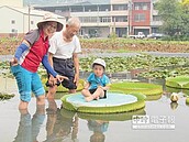 新埔大王蓮池　重新開放