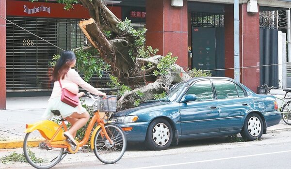 昨天是否該放颱風假惹爭議，台北市民眾午後趁好天氣騎單車享受「颱風假期」，對照敦化南路上仍有未完成清理的受災車輛，心情大不相同。 圖／陳易辰
