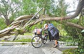 風災樹損上千株路障全排除