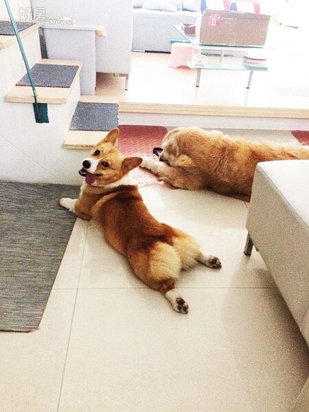 4.兩隻愛犬恣意在家中走動,相處和樂融融。