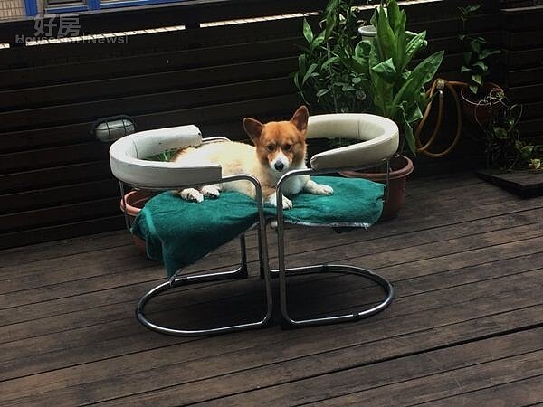 8.好命的「餅乾」在露台享受日光浴。