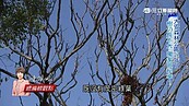 樹種21年就是長不大　揭密大安森林公園