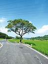 西湖「伯朗大道」？擲筊決定路名