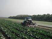 一顆包心白菜換不到1碗泡麵　農民血本無歸