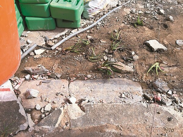 新北市府整修雙溪河畔景觀,意外挖到的石板疑為淡蘭古道遺跡。 記者張芮瑜/攝影