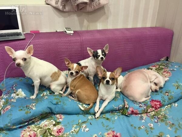 
5.	劉樂妍擁有5隻可愛的狗寶貝，入住後可說是「人畜興旺」。（取自劉樂妍臉書）