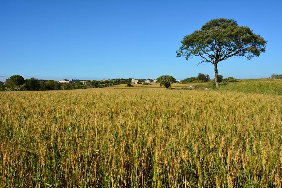 金門情境圖。（翻攝自金門國家公園粉絲頁）