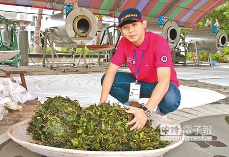 茶文化系列活動另一壓軸是,來自全國各地製茶專家的製茶比賽,傳承製茶真功夫。 (楊樹煌攝)