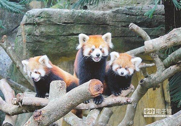 萌翻了!美可(中)昨與一對雙胞胎兒女一起亮相。(台北市立動物園提供)