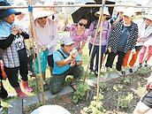 新北「可食地景」推動…　遍地有菜吃