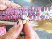 雙颱重傷　彩虹玉米產量恐少一半