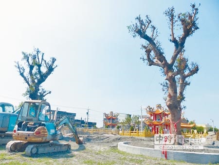 
從大村國小移植而來的2棵百年茄苳樹，挺過2次颱風摧殘，福林宮廟方正大興土木建造老樹庭園。（洪璧珍攝）
 