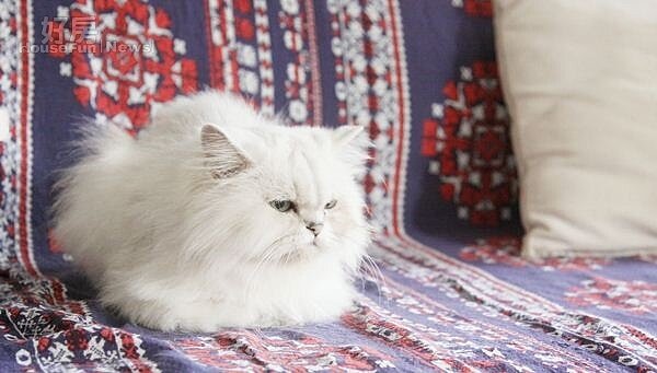 5.曾少宗有養寵物貓咪、寵物犬,因此租房時除了會找大坪數讓毛小孩有空間可以活動,租房前也都會先跟房東溝通。