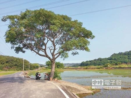 攬客下一招:奉茶 苗栗縣西湖鄉苗33線旁稻田坐落一棵苦楝樹,風景與台東縣伯朗大道相似,被暱稱為西湖伯朗大道,今年6月樹前電桿移除,視野更遼闊。(黎薇攝)