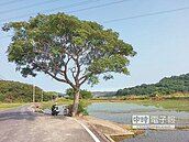 小金城武樹　苗栗觀光新寵