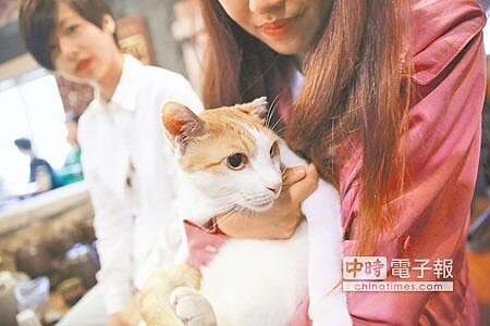 
　賣萌迎客　　台北市商業處昨天在貓空舉辦的文人座談沙龍，貓纜「咪咪站長」也出席，萌樣吸睛。（黃意涵攝）
 