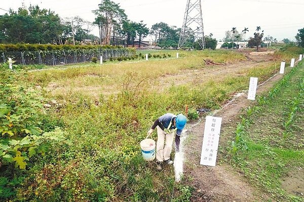 不要挖過來!竹山鎮中和里民擔憂縣府施做聯絡道工程又超挖,農民在竹山鎮南雲交流道聯絡道工地周圍插上「勿超挖」立牌,群聚監工引來警方關切。 記者賴香珊/攝影