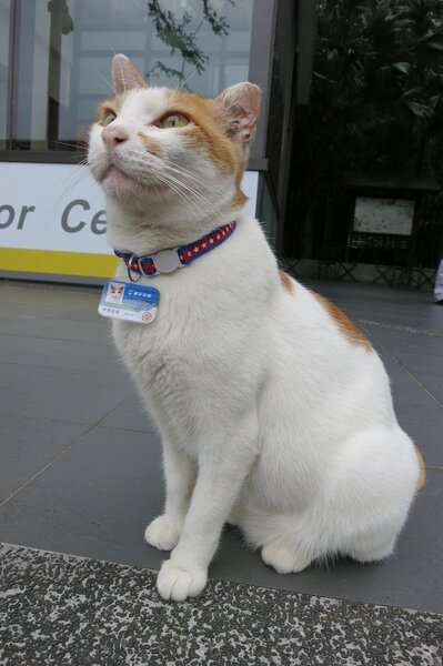 台北貓空纜車動物園站，招募了米克斯貓「咪咪」當站長！(台北捷運提供)