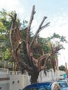 竹市府高喊護樹　逾10路樹剃光頭
