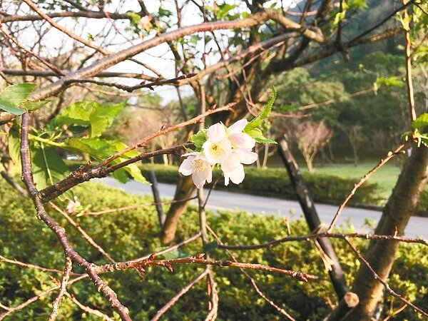 颱風蘇迪勒、杜鵑接連「攪局」,加上近日氣溫微降,陽明山上的櫻花竟然開了。 記者張世杰/攝影