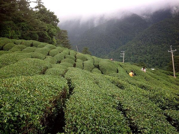 中橫大禹嶺段的松露茶園,業者被扣占用國有地敗訴,要護樹還是護地?引發爭議。(翻攝自大禹嶺雪烏龍臉書)